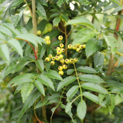 Sorbus thuringiaca 'Fastigiata'